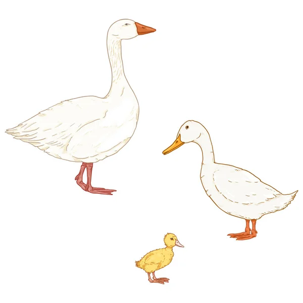 Duck Goose Duckling Insieme Vettoriale Illustrazione Del Fumetto — Vettoriale Stock