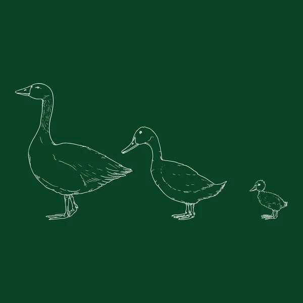 Duck Goose Duckling Set Vettoriale Illustrazione Schizzo Gesso — Vettoriale Stock