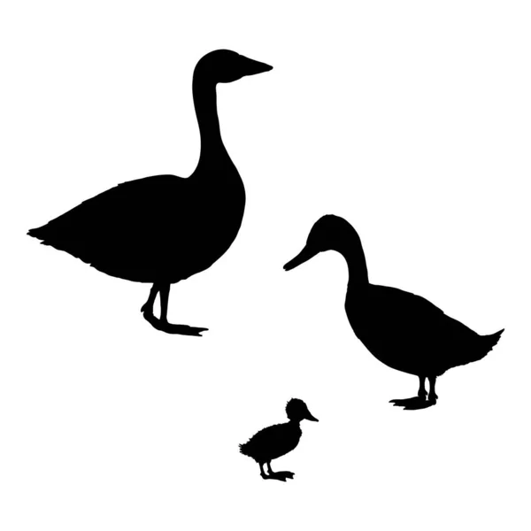 Duck Goose Duckling Set Vettoriale Illustrazione Silhouette Nera — Vettoriale Stock