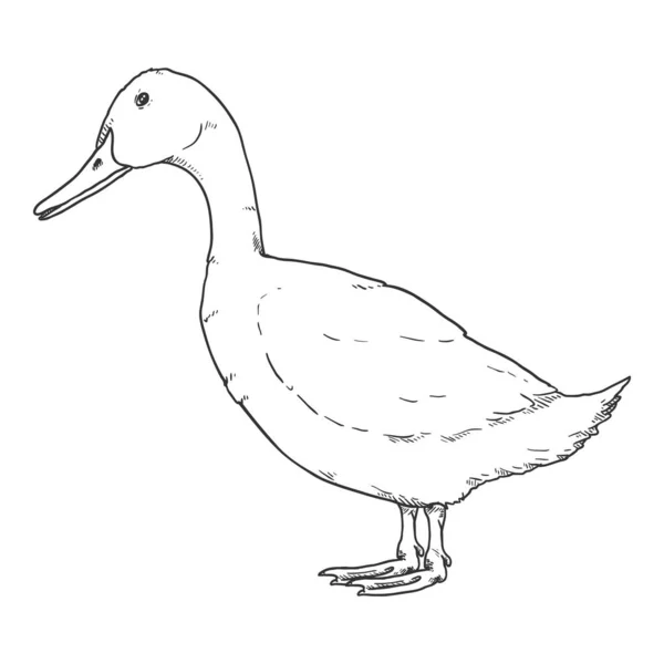 Vector Sketch Duck Illustrazione Disegnata Mano — Vettoriale Stock