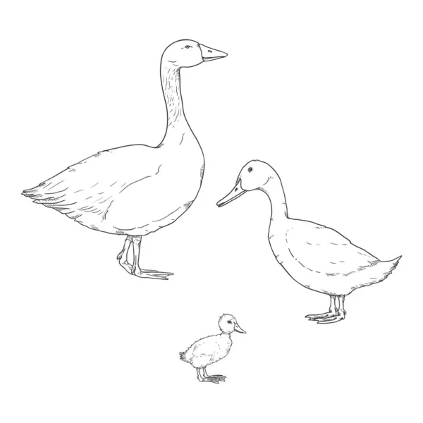 Duck Goose Duckling Set Vettoriale Illustrazione Schizzo — Vettoriale Stock