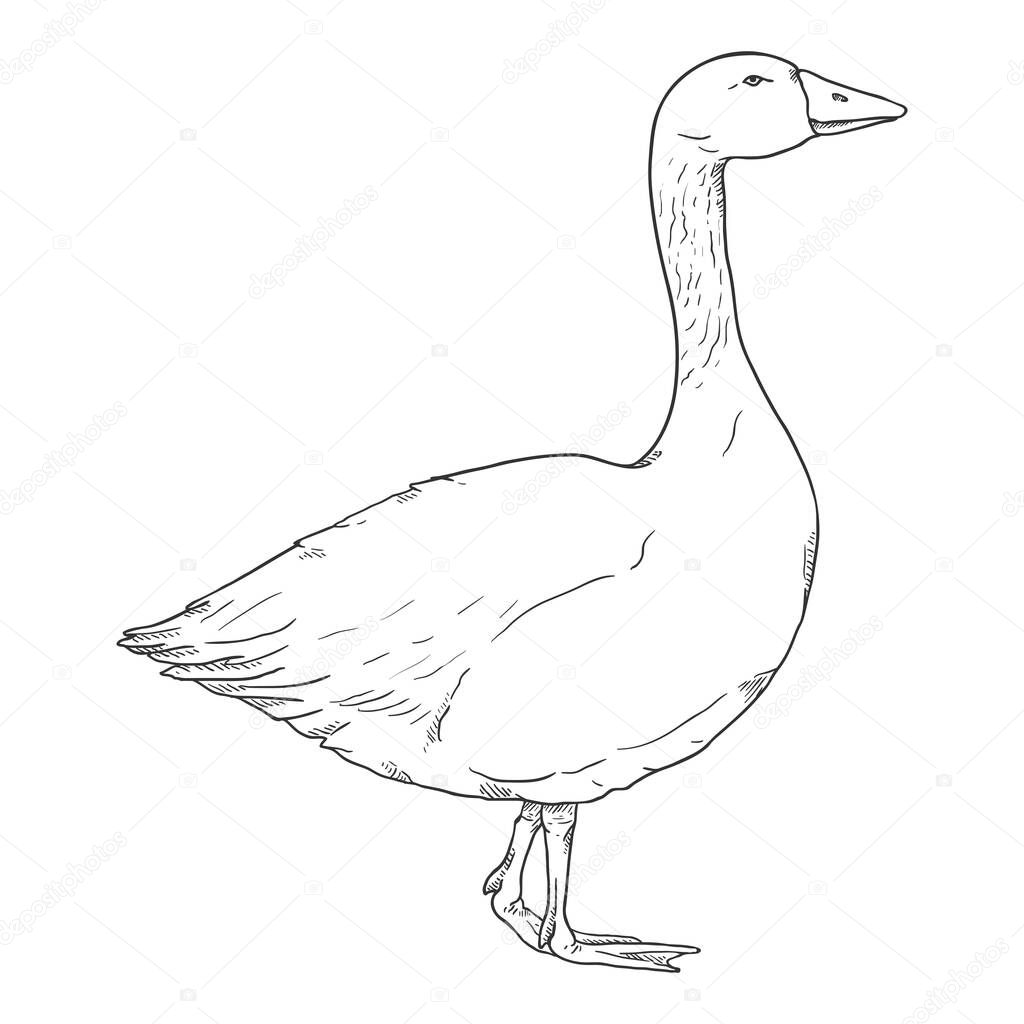 Vector Sketch Goose. Poultry Hand Drawn Illustration