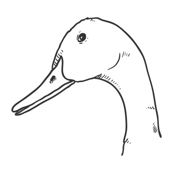 Vector Sketch Duck Head Illustration — Stock Vector