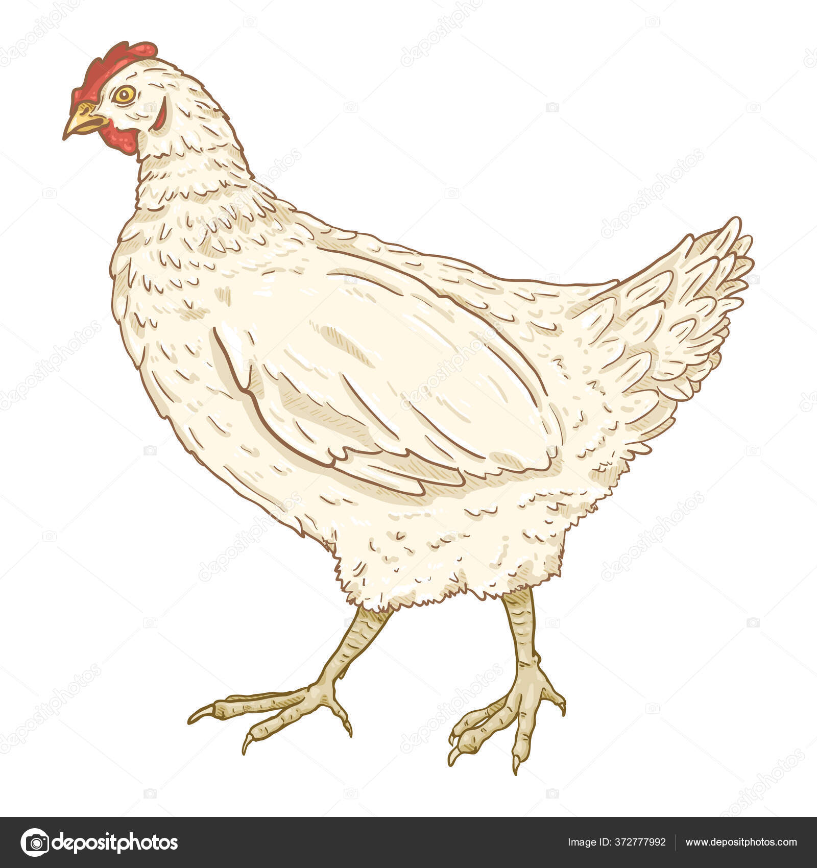 Vector Cartoon White Hen Poultry Illustration Stock Vector by ©nikiteev ...