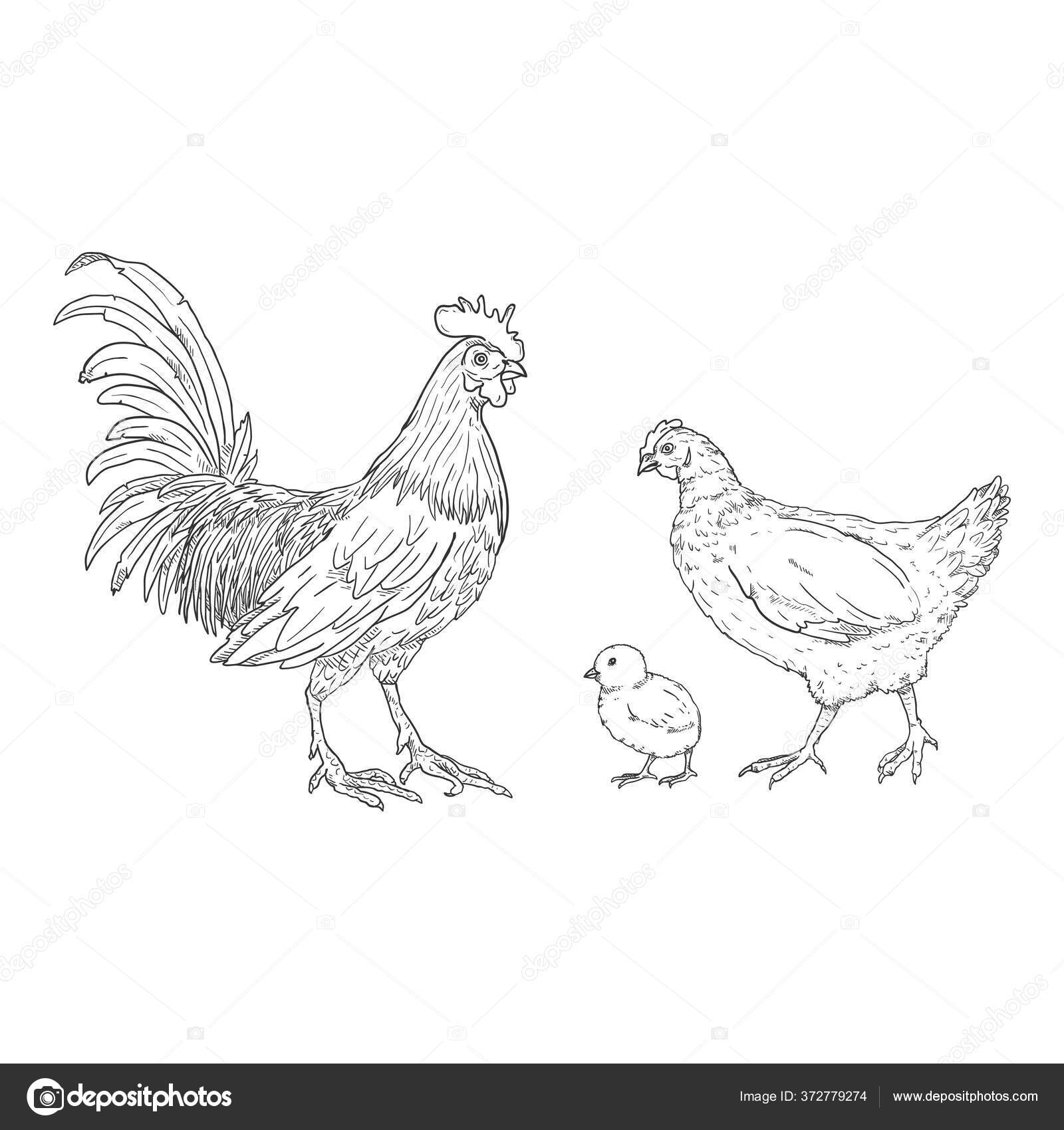 Chicken Set Sketch Stock Illustration - Download Image Now - Egg - Food,  Drawing - Activity, Drawing - Art Product - iStock