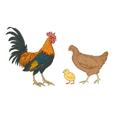 Vector Cartoon Set of Poultry Birds. Rooster, Chick and Hen. Chicken Illustrations. clipart