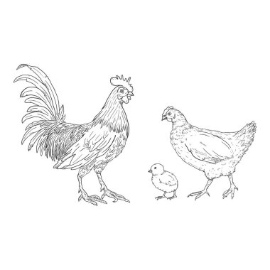 Vector Sketch Set of Poultry Birds. Rooster, Chick and Hen. Chicken Illustrations. clipart