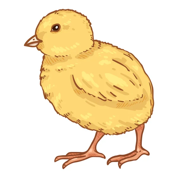 Vector Cartoon Yellow Chick Illustration — Stockvektor