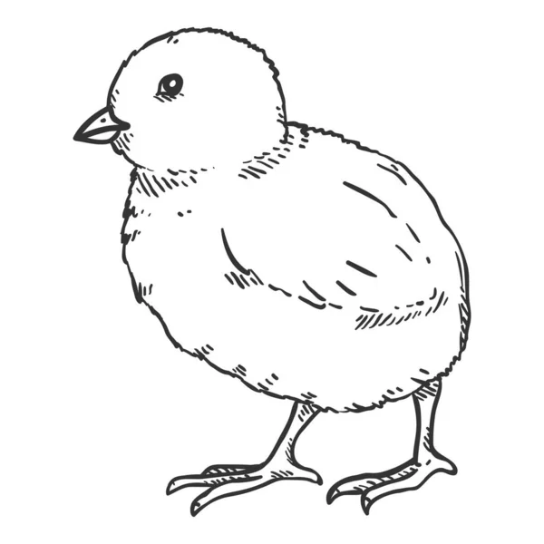 ベクトルスケッチ 鶏の赤ちゃんの手描きイラスト — ストックベクタ