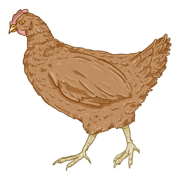 Vector Cartoon Brown Hen Ilustrație Păsări Curte — Vector de stoc