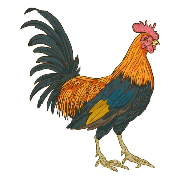 Vector Cartoon Rooster Spel Haan Illustratie — Stockvector