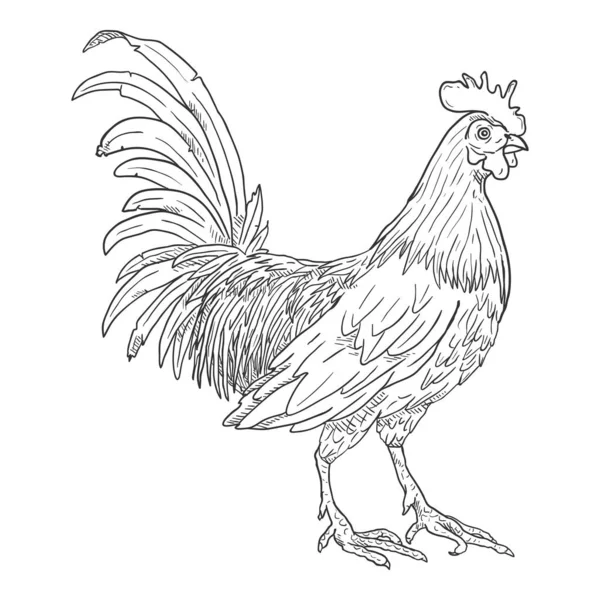 Vector Sketch Rooster Cockerel Illustration — Stock Vector