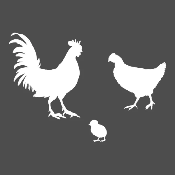 Vector White Silhouette Set Uccelli Cortile Rooster Chick Gallina Icone — Vettoriale Stock