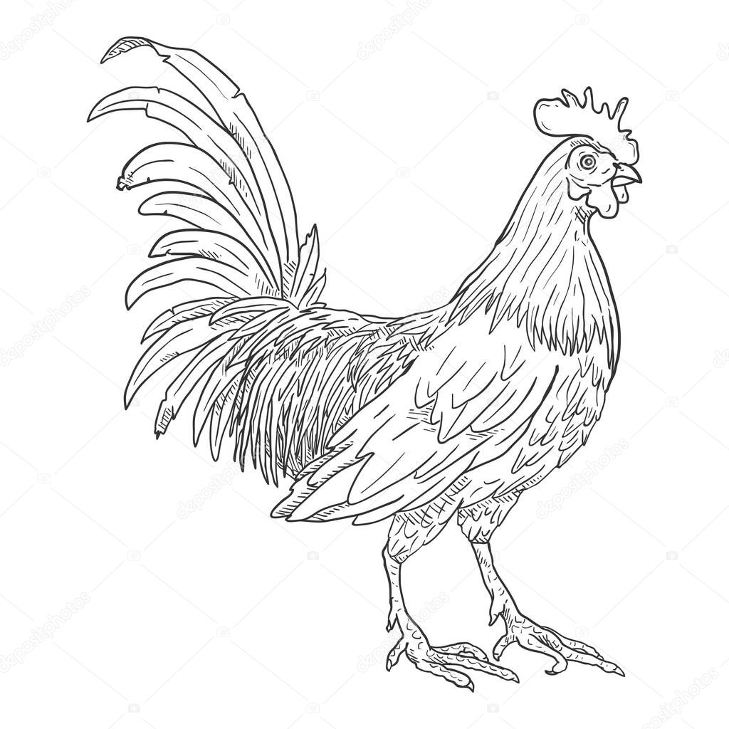 Vector Sketch Rooster. Cockerel Illustration.