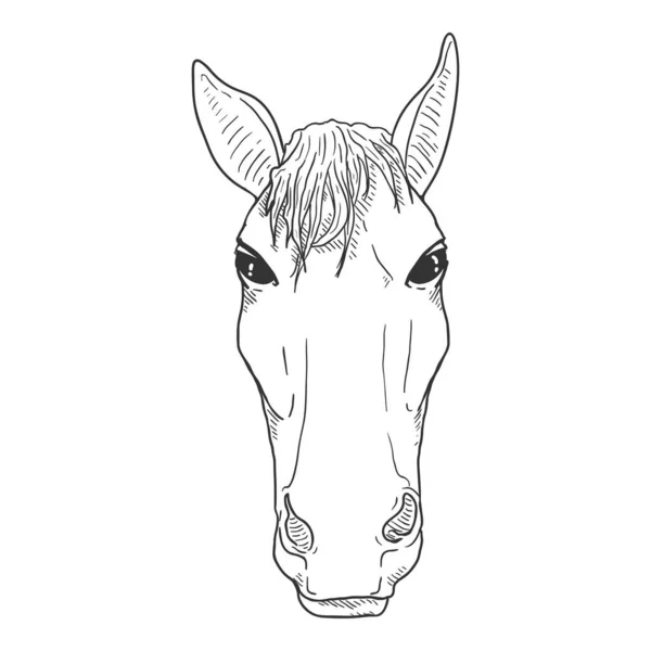 Vector Sketch Cabeza Caballo Retrato Equino Con Vista Frontal — Vector de stock