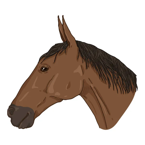 Vector Sketch Cabeza Caballo Retrato Equino Vista Lateral — Vector de stock