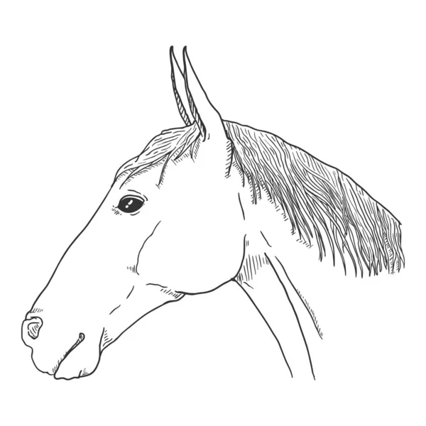 Vector Schets Paardenhoofd Side View Equine Portret — Stockvector