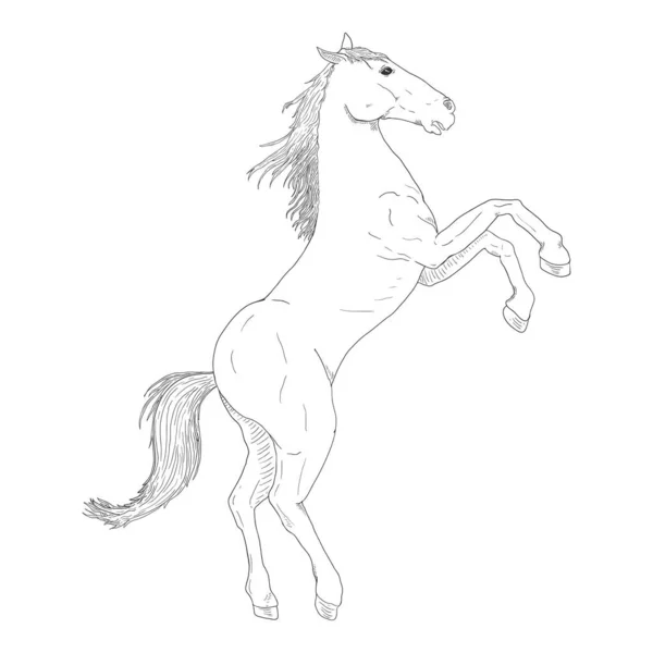 Vettore Disegnato Mano Sketch Allevamento Cavallo — Vettoriale Stock