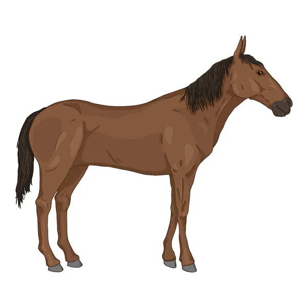 Vector Cartoon Stehendes Braunes Pferd — Stockvektor