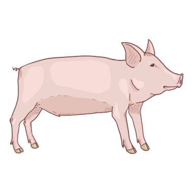 Beyaz Arkaplan Üzerine Vektör Karikatür Yaban Domuzu Çizimi