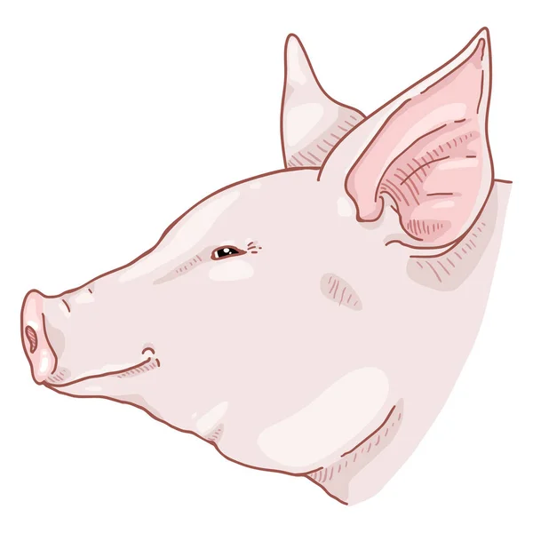 Vector Cartoon Pig Face Boční Pohled — Stockový vektor