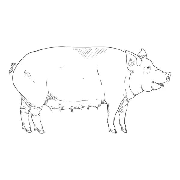 Vector Sketch Pig Sembrar Ilustración Dibujada Mano — Archivo Imágenes Vectoriales