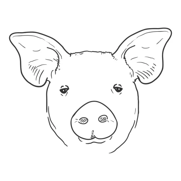 Vector Sketch Pig Face Pohled Zepředu — Stockový vektor