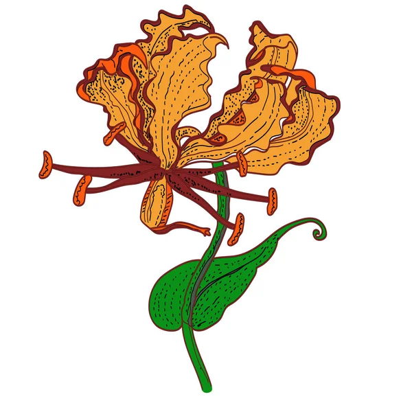 Ilustracja Wektorowa Uniwersalny Układ Kwiaty Lilii — Wektor stockowy