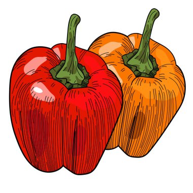 Coloful peppers, illustration, vector on white background.