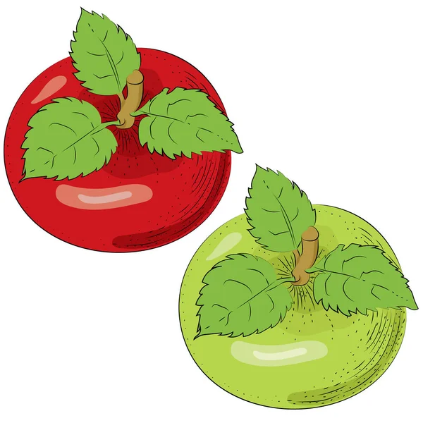 Вектор яблук ізольовано. Цілі яблука. Червоні зелені фрукти намальовані вручну ілюстрації — стоковий вектор