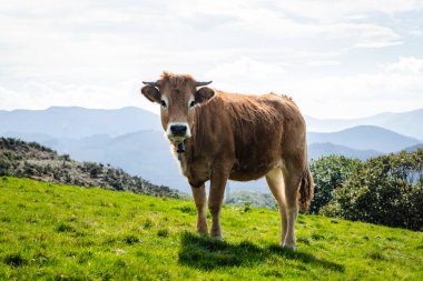 Cow living in freedom in the mountains. Look to camera clipart