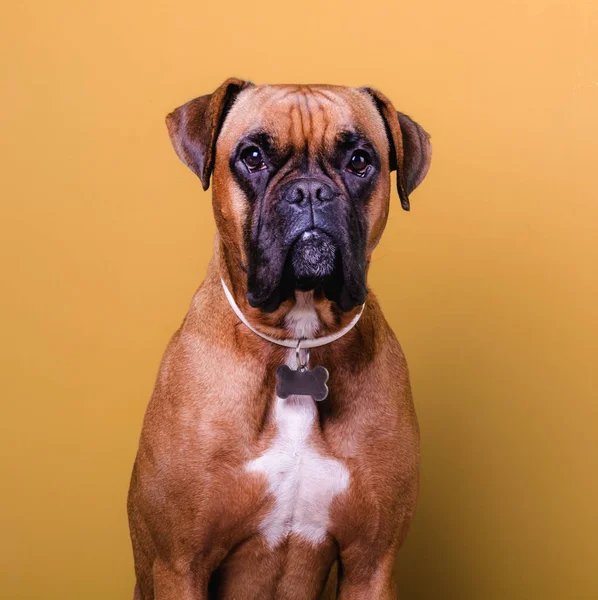Портрет милой боксерской собаки на ярком фоне, оранжевый — стоковое фото