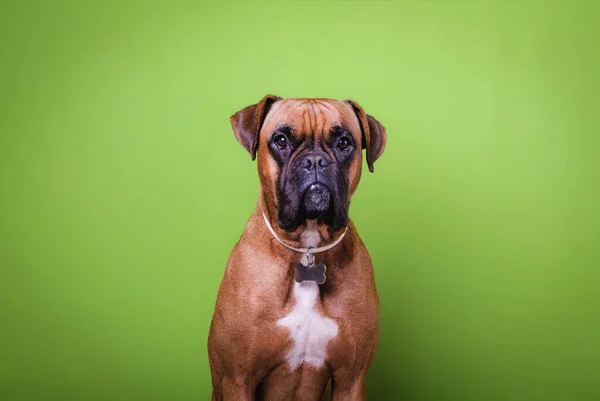 Retrato de lindo perro boxeador en fondos coloridos, verde — Foto de Stock