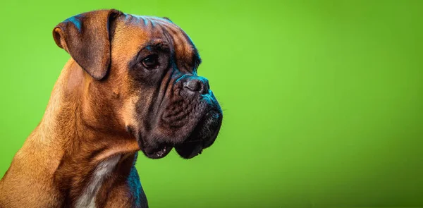 Portrait de chien boxeur mignon sur fond coloré, vert, espace de copie — Photo