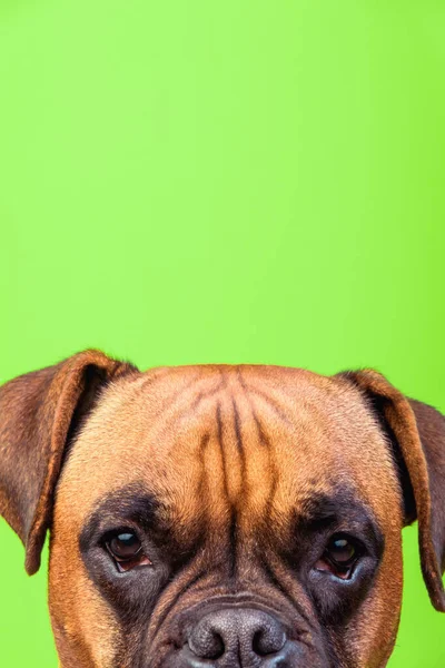 Portrait de chien boxeur mignon sur fond coloré, vert, espace de copie — Photo