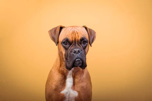 Портрет милой боксерской собаки на ярком фоне, оранжевый — стоковое фото