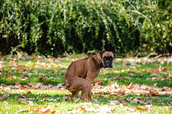 Boxer, Hund im Park, Hundescheiße — Stockfoto