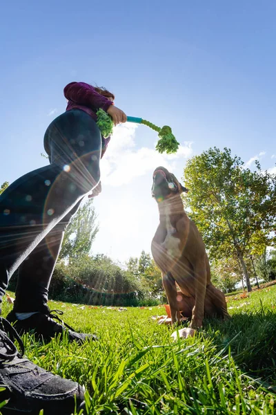 Žena hrající se psem v parku — Stock fotografie