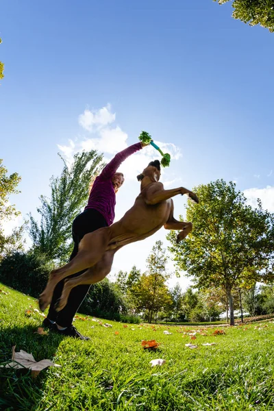 Donna formazione il suo cane nel parco — Foto Stock