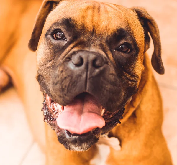 Забавное Собачье Лицо Собака Боксер Смотрит Камеру — стоковое фото
