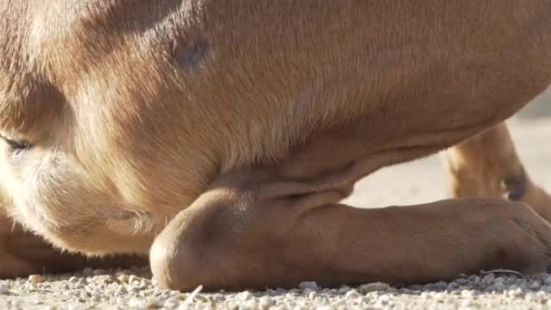 Close Van Hond Loopt Grond Slow Motion — Stockvideo