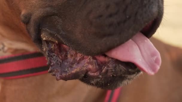 Primer Plano Cansado Boxeador Perro Jadeando Fuera — Vídeo de stock