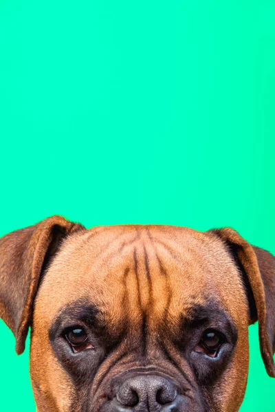 Portrait of cute boxer dog on colorful backgrounds, turquoise, copy space
