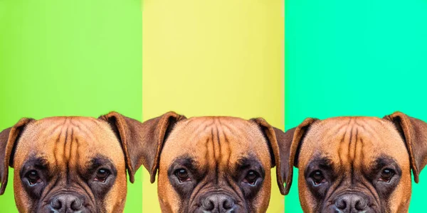 Portret Kolaż Twarzy Psa Boksera Tle Kolorów Przestrzeń Kopiowania — Zdjęcie stockowe