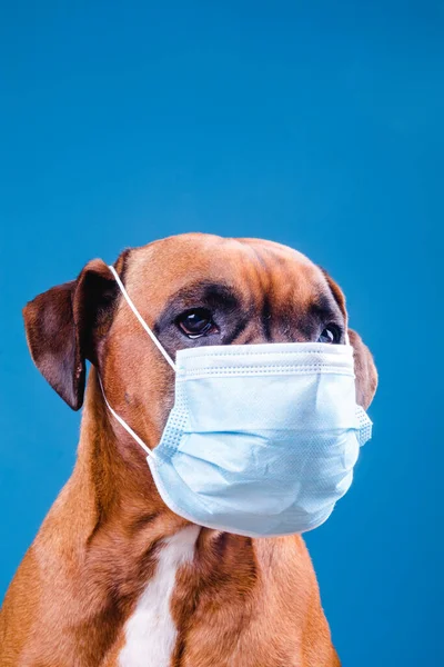 Boxer dog with a flu mask on its snout