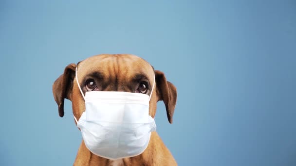 鼻にインフルエンザマスクのボクサー犬 スペースのコピー — ストック動画