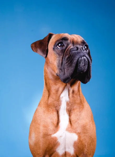 Boxer Chien Dans Studio Photo Sur Fond Bleu — Photo