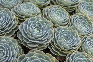 Echeveria Elegans (Meksika kartopu, Meksika mücevheri, beyaz Meksika gülü) sulu bitki