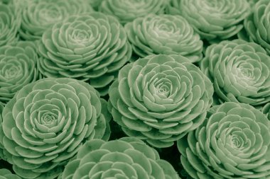 Echeveria Elegans (Meksika kartopu, Meksika mücevheri, beyaz Meksika gülü) sulu bitki