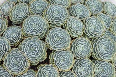 Echeveria Elegans (Meksika kartopu, Meksika mücevheri, beyaz Meksika gülü) sulu bitki